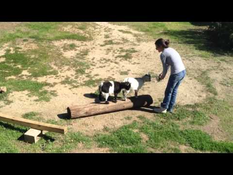 how to train pygmy goats