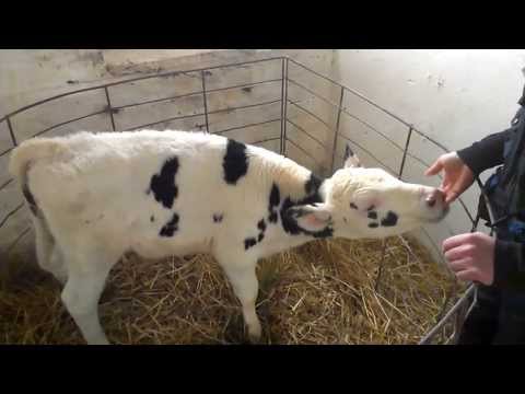 how to treat bvd in cattle