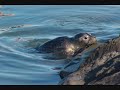 Harbor Seals in Wellfleet Harbor Harbor Seals in Wellfleet Harbor