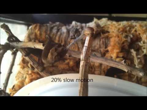 YouTube reptile video