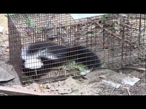 SKUNKED