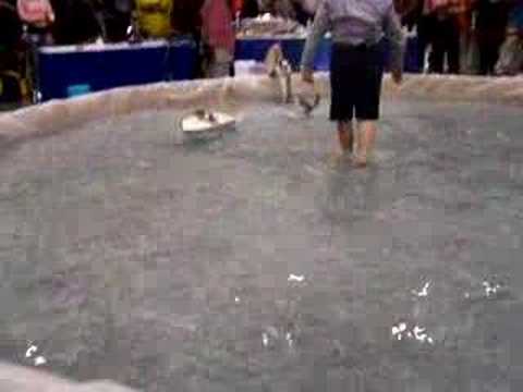 Twiggy the Waterskiing squirrel