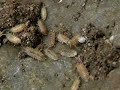 Sow Bug Colony