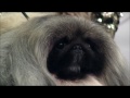 Westminster Kennel Club 2012 Best In Show: Malachy the Pekingese
