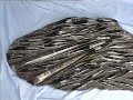 Nautiloid Straight
