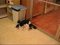 ・愛犬と同伴可能の喫茶店。コーヒーや軽食メニュー等。メンバーズ限定のワンちゃんバースデーケーキ製作。 カフェへの入場にはマナーバンドが必要です（男の子のみ）。