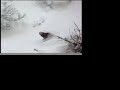 alex evequoz snowboard 07