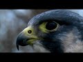 PEREGRINE PORTRAIT, BY STEVEN McLOUGHLIN