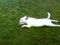 Commando Crawl