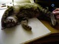 kitty coma 2