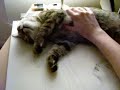 kitty coma 2