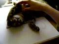 kitty-coma-2