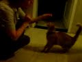 Kat Dobey: Zit, Pootje, High Five!