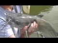 cat fishing how to catch more and bigger cat fish drift sock