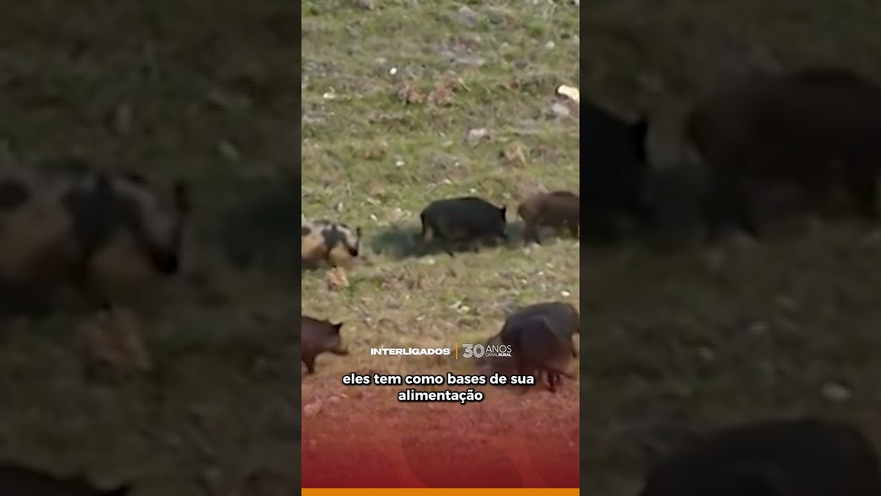 Pesquisa pretende dimensionar tamanho da presença de javalis no meio rural