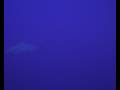 videos de Squalo Martello - Hammerhead Shark