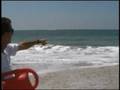 Sharks-Near-Calif-Sh