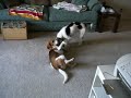 Beagle Rasslin\