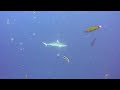 gli squali alle maldive - shark point