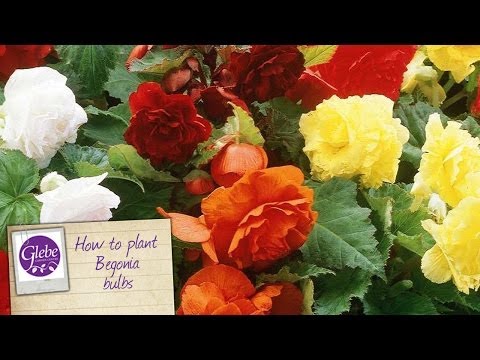 how to grow begonias