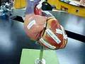 Heart Anatomy