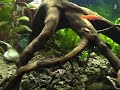 Apistogramma Cacatuoides by CKeleven