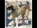 the-wolves.html