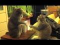 Cute Cats Playing Patty Cake Part 2
