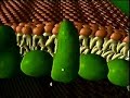 Light Dependent Reactions
