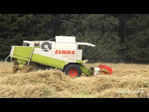 how to harvest grass seeds