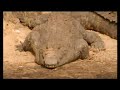 NATIONAL GEOGRAPHIC SENDER BradyBarr als Krokodil verkleidet NATIONAL GEOGRAPHIC SENDER BradyBarr als Krokodil verkleidet