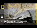YouTube - NATIONAL GEOGRAPHIC SENDER BradyBarr als Krokodil verkleidet