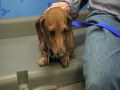 Wag On Inn Rescue Poochie the Dachshund Dec 5 2009 poochie the dachshund male southern boy.MOD