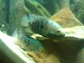 texas-cichlid-breeding.html