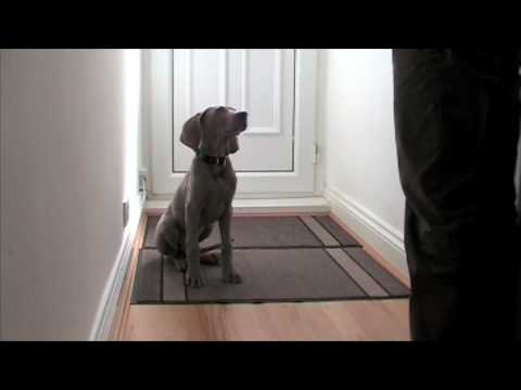 how to train weimaraner puppies