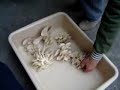 oyster mushrooms 3