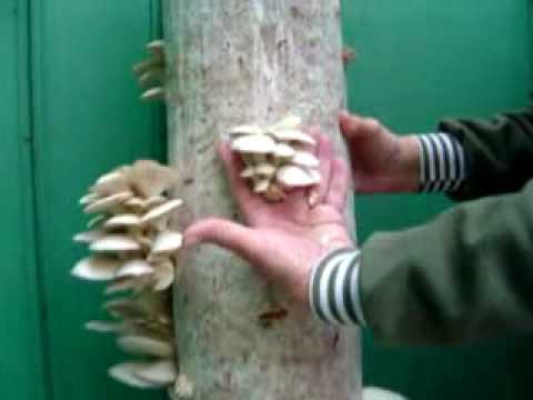 how to harvest oyster mushrooms