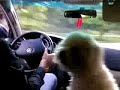 jajajaja cuando tocas la corneta el perro empieza a hacer sonidos extraños xD