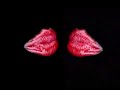 rolling stones 40 licks tour promo