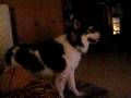 videos de takotahowl2.avi
