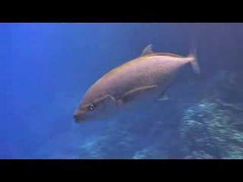 Red Sea: Daedalus Reef