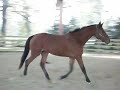 Rohan trotting and cantering at liberty.