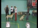 Labradors.