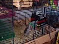 Hamster Uses a Lego Elevator (Best Quality) Hamster Uses a Lego Elevator (Best Quality)