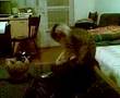 videos de catmania