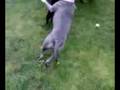 videos de dogsplay 1, lol sneeky one