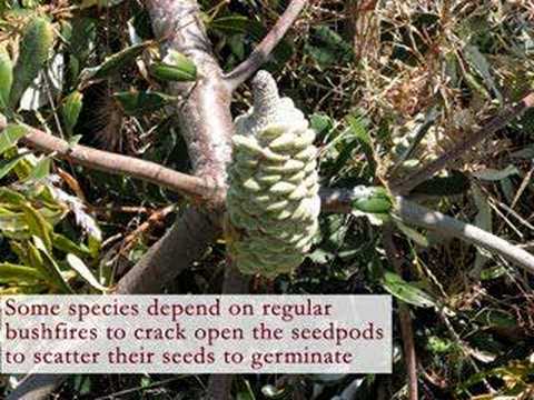 The Banksia Flower