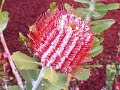 The Banksia Flower