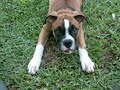 Boxer Puppies