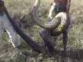 �NSAN VE ANACONDA  BELGESEL 